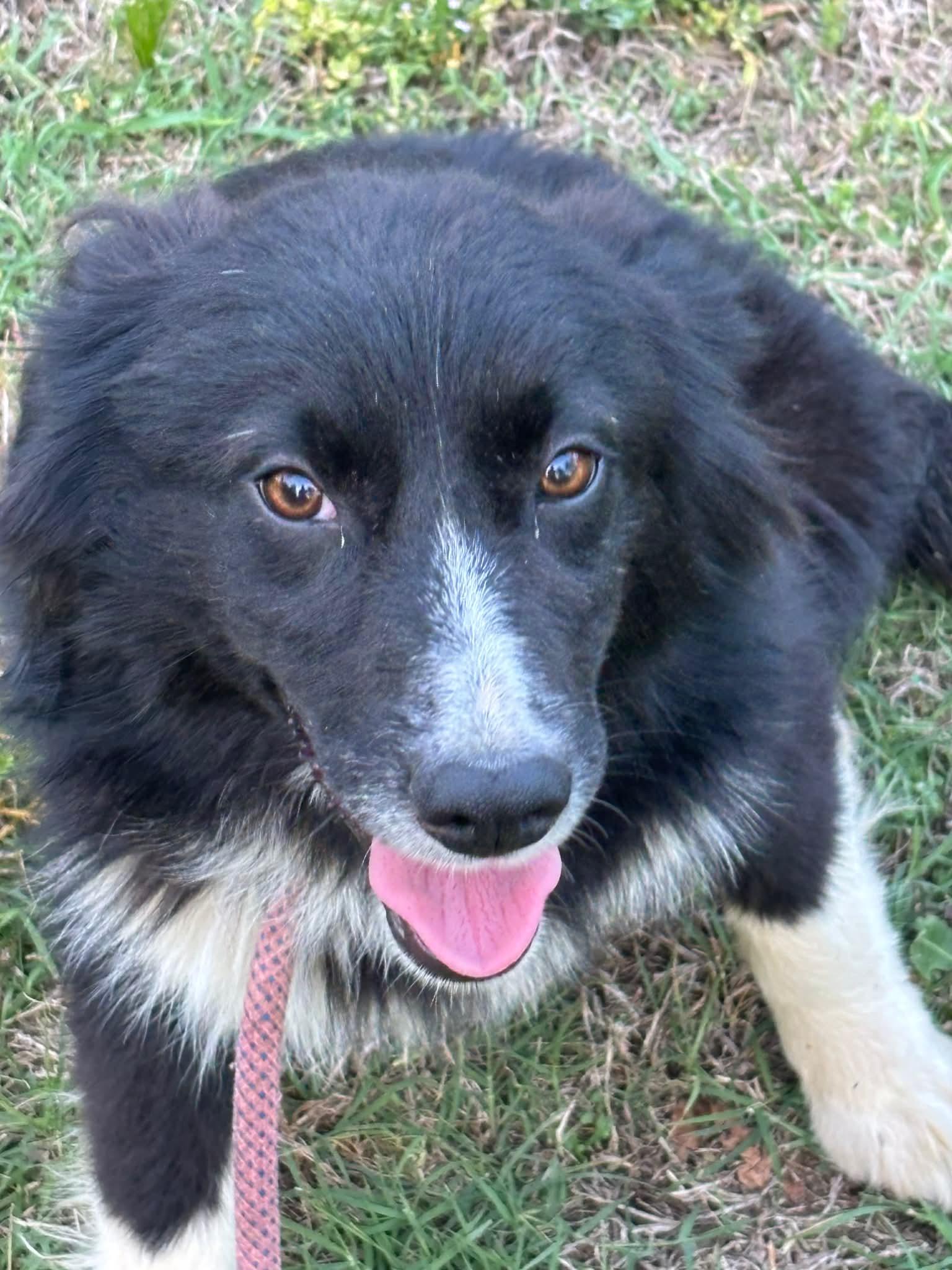 Enlarge Maeve , an adopted mixed breed in Watertown, CT image 5/5