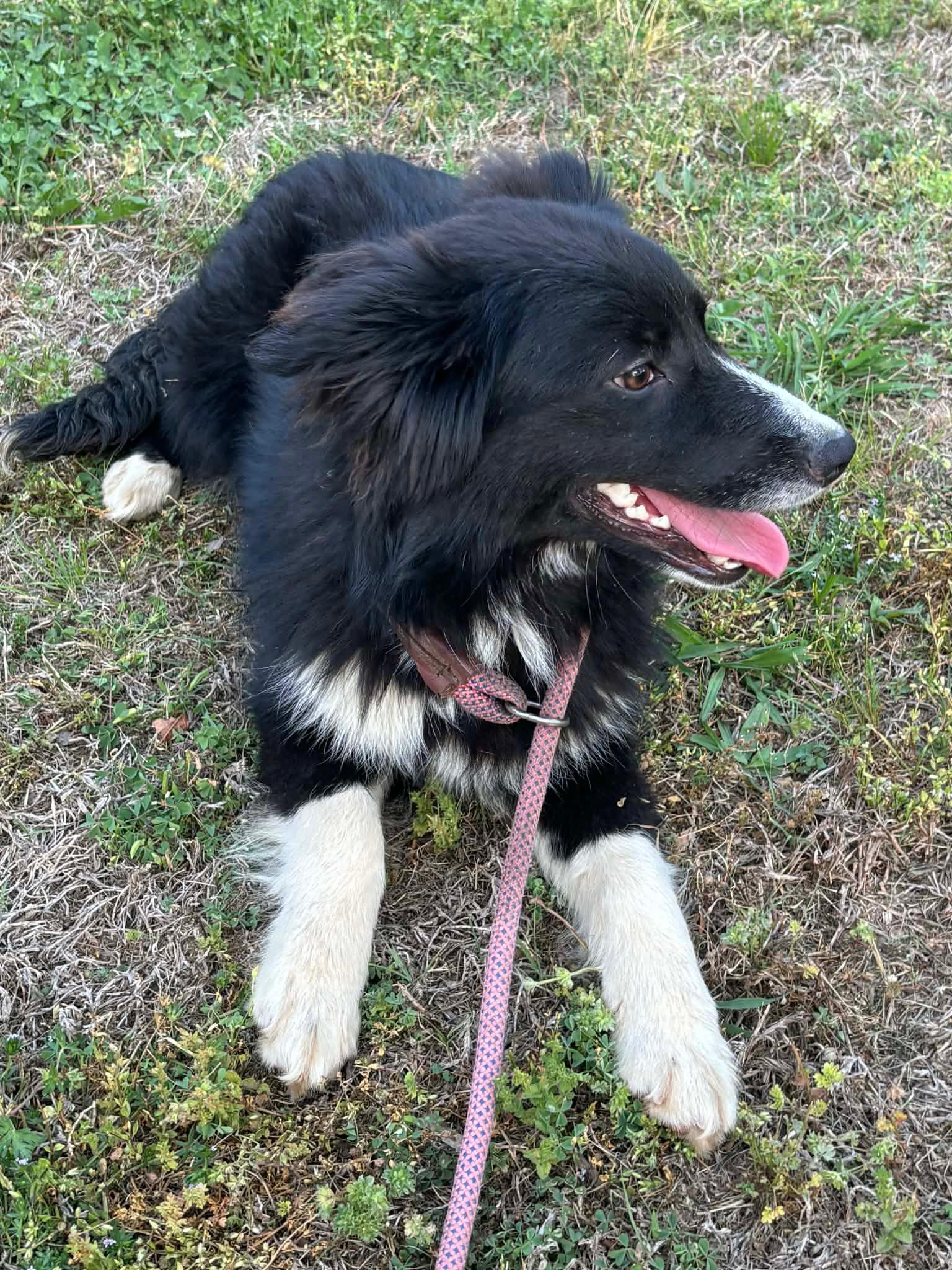 Enlarge Maeve , an adopted mixed breed in Watertown, CT image 3/5