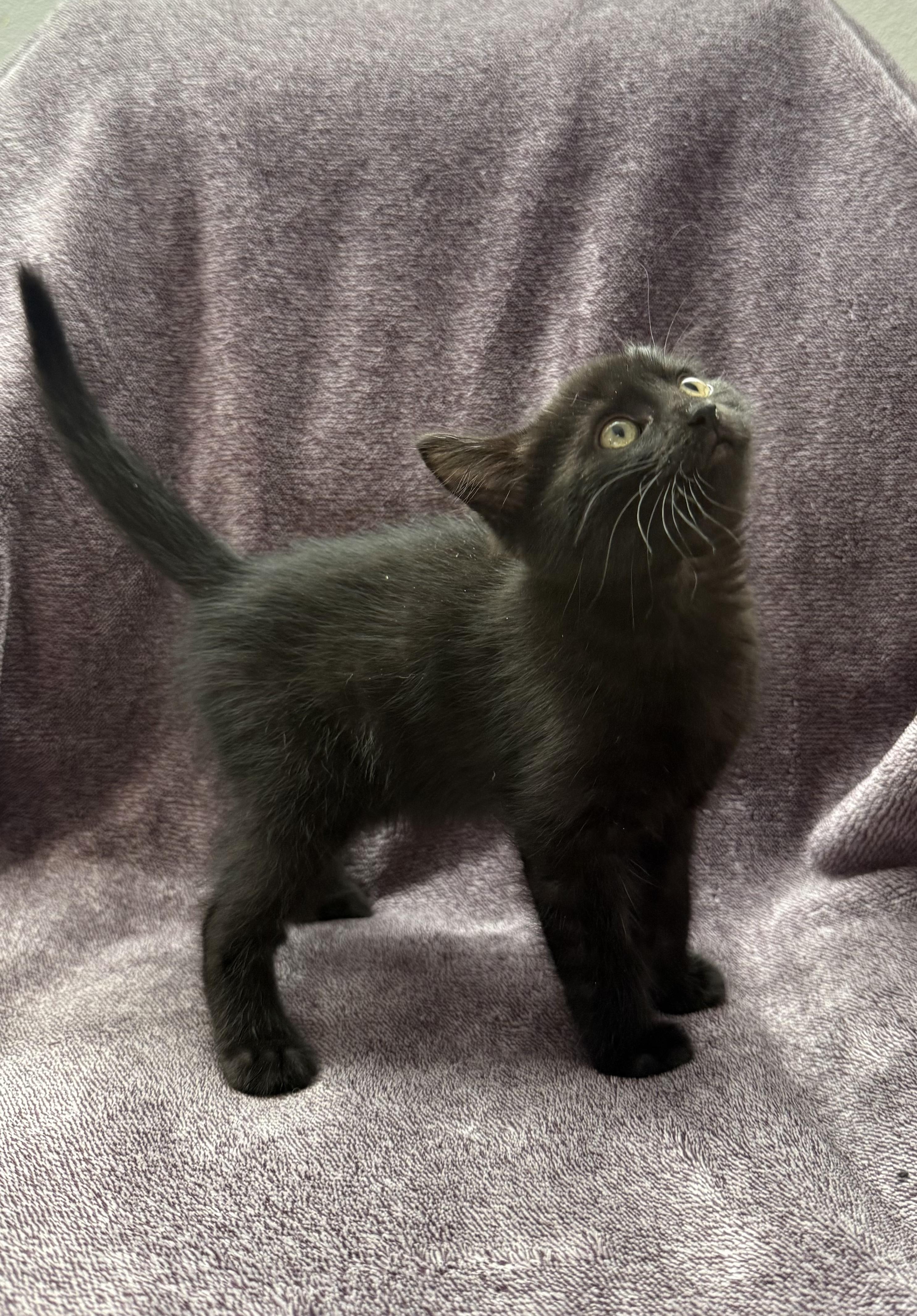Enlarge Fig -Preadoption ONLY, a Adoptable Domestic Short Hair in Chilliwack, BC image 2/2