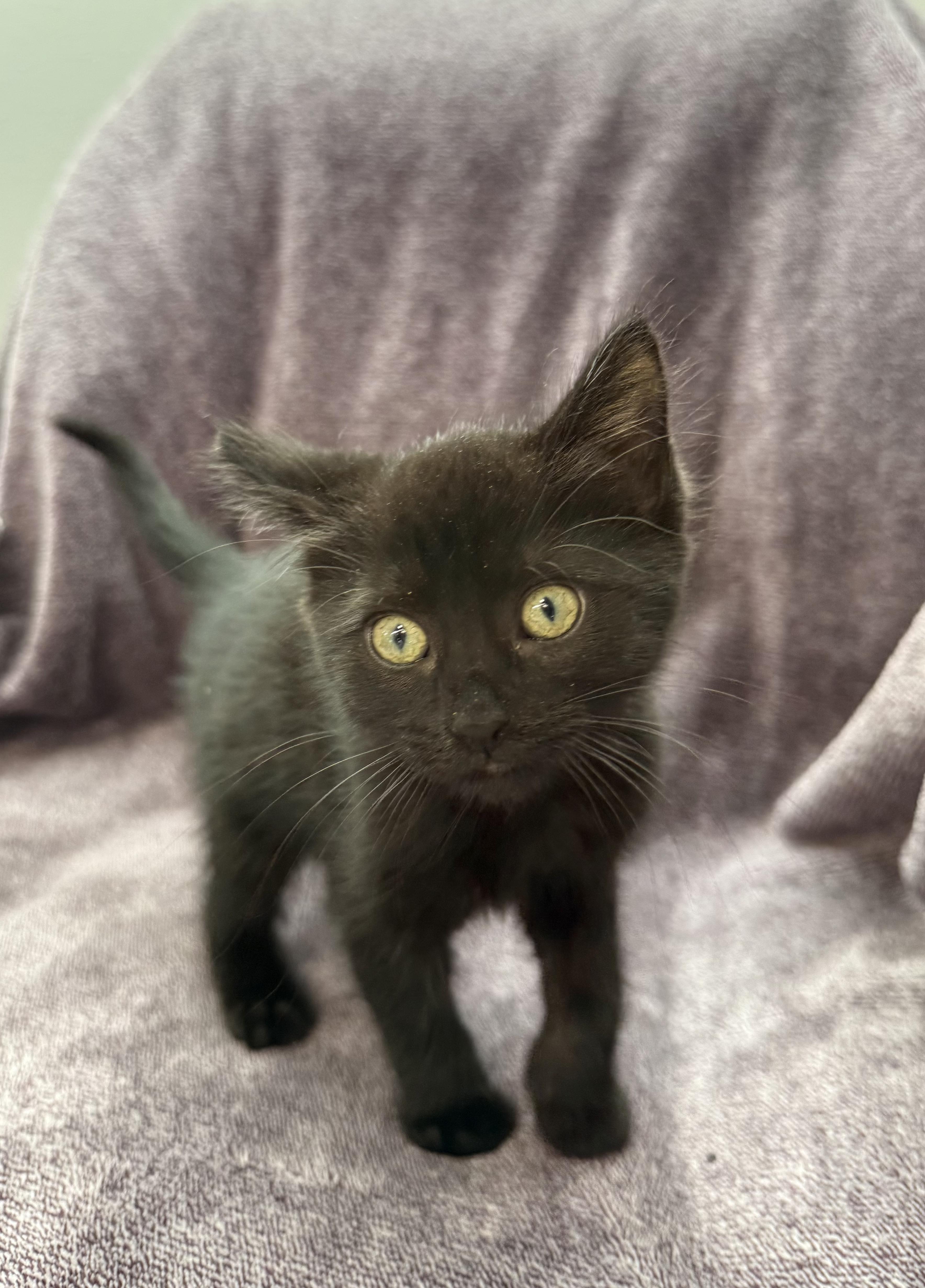 Fig -Preadoption ONLY, Adoptable, Kitten Female Domestic Short Hair.