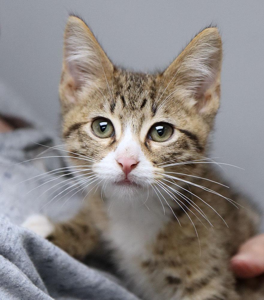 Enlarge Calin (AO37857), a Adopted Domestic Medium Hair in Merriam, KS image 1/1