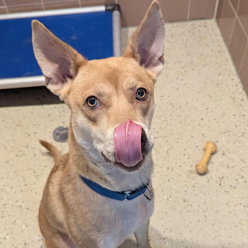 Cadence, adoptable, Adult Female Husky & Mixed Breed.