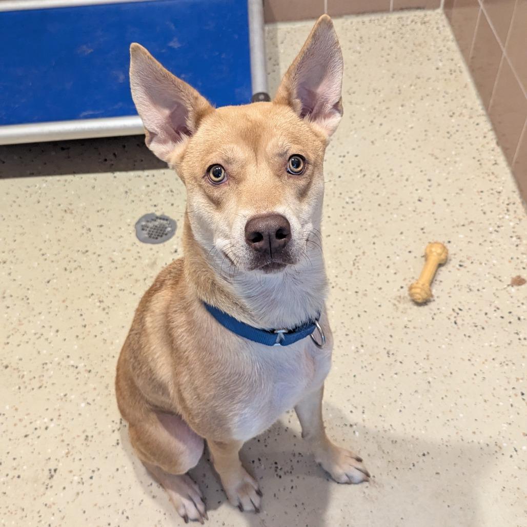 Cadence, an adoptable mixed breed in Fenton, MI image 2/2