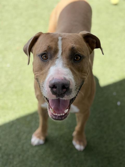 Enlarge ANTHONY, a Adoptable Pit Bull Terrier in Chula Vista, CA image 1/1