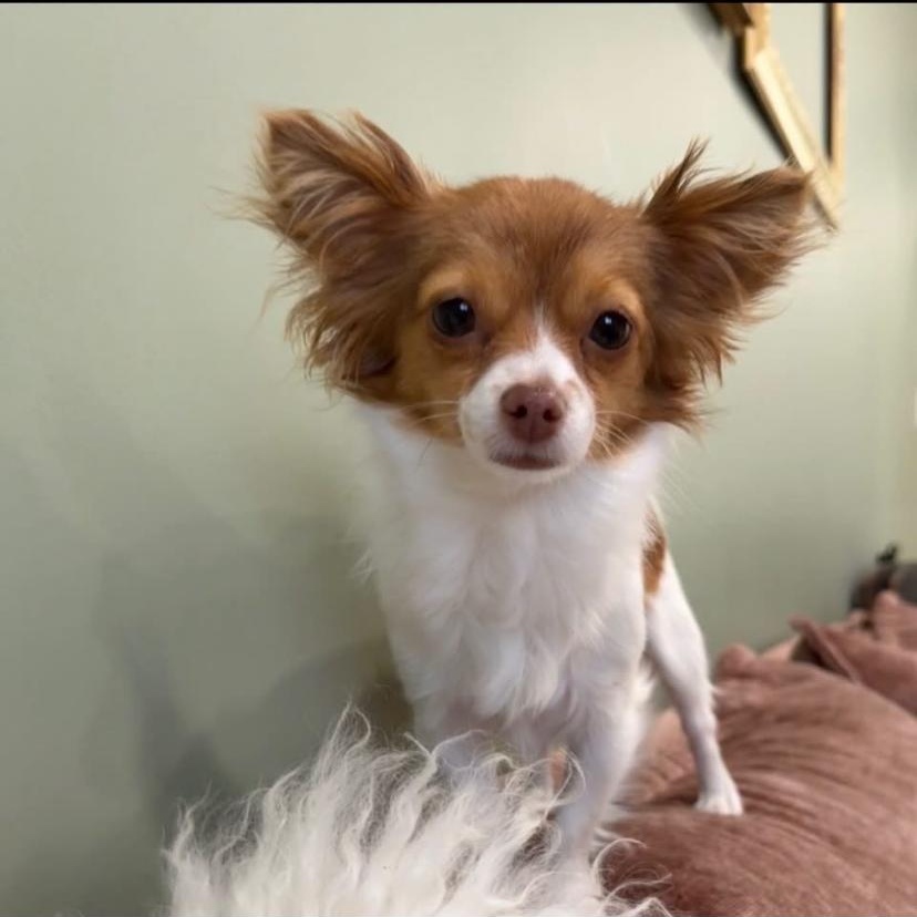 Enlarge Paris, an adopted Chihuahua in Philadelphia, PA image 2/6