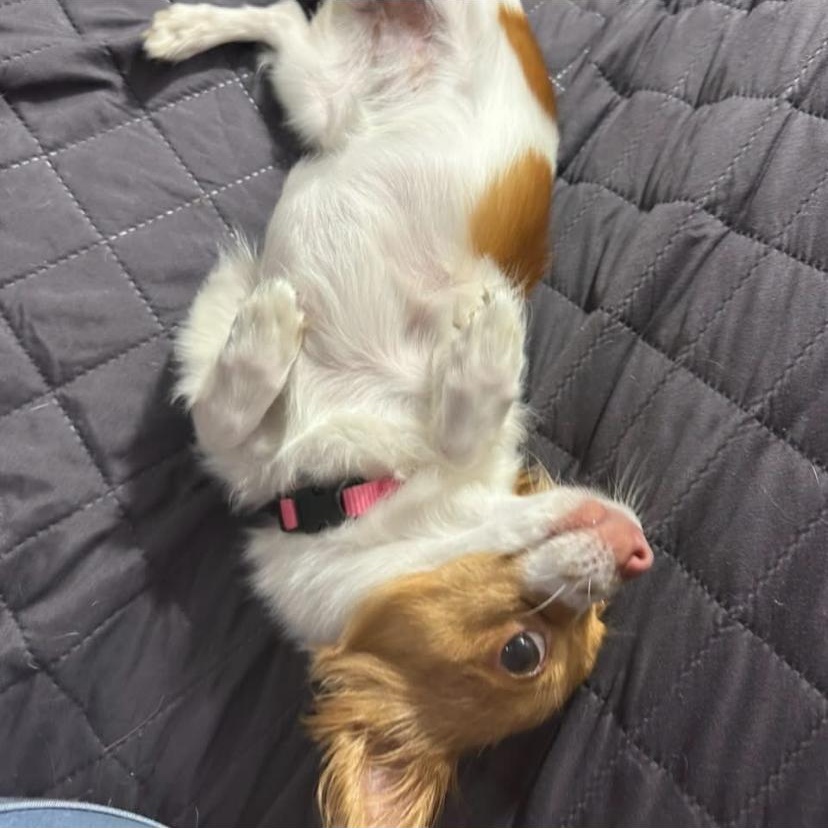 Enlarge Paris, an adopted Chihuahua in Philadelphia, PA image 5/6