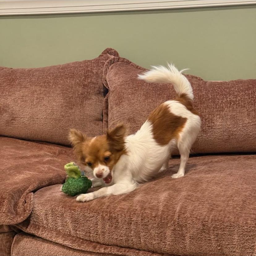Enlarge Paris, an adopted Chihuahua in Philadelphia, PA image 4/6