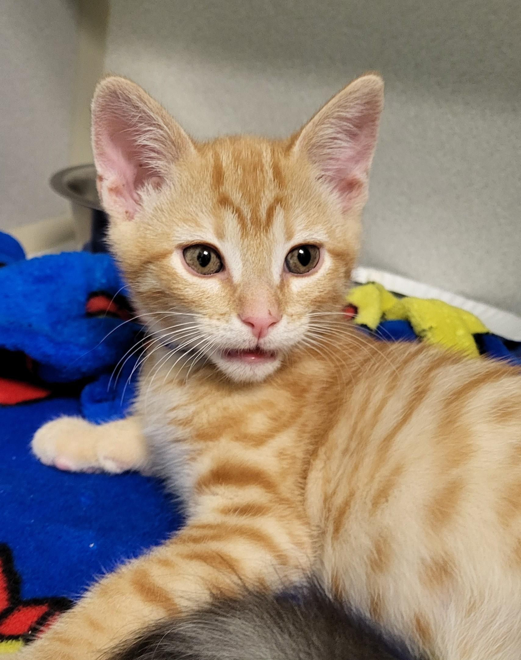 Enlarge Italy, an adopted Domestic Short Hair in Grayslake, IL image 3/3
