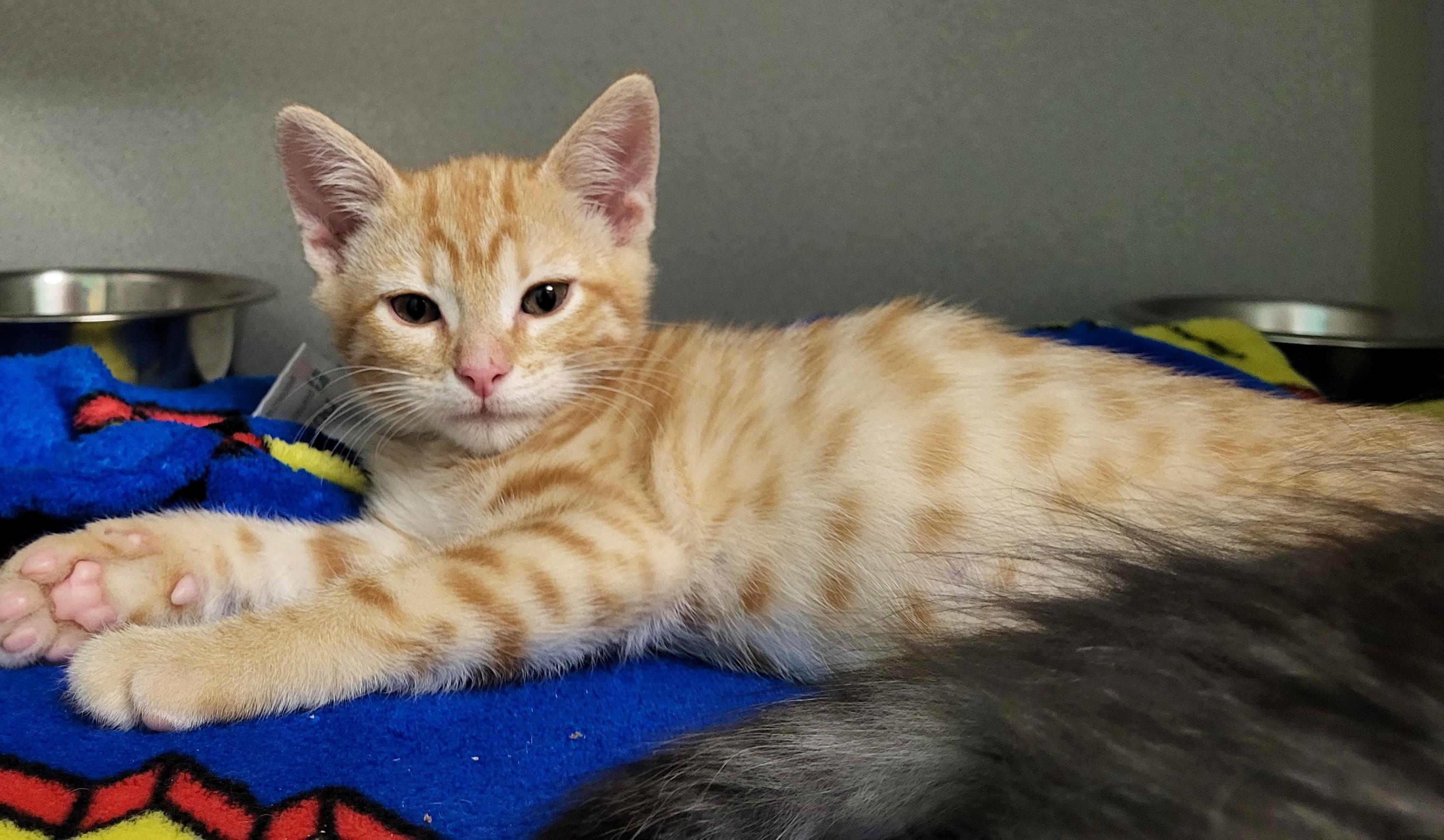 Enlarge Italy, an adopted Domestic Short Hair in Grayslake, IL image 2/3