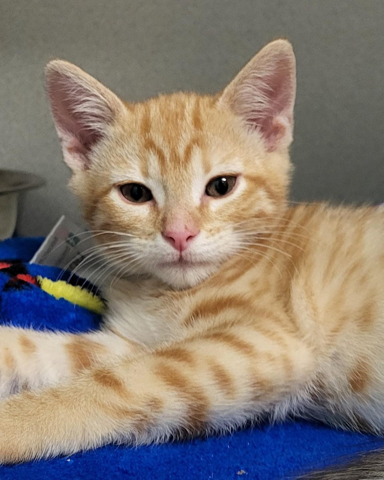 Italy, adopted, Kitten Male Domestic Short Hair.