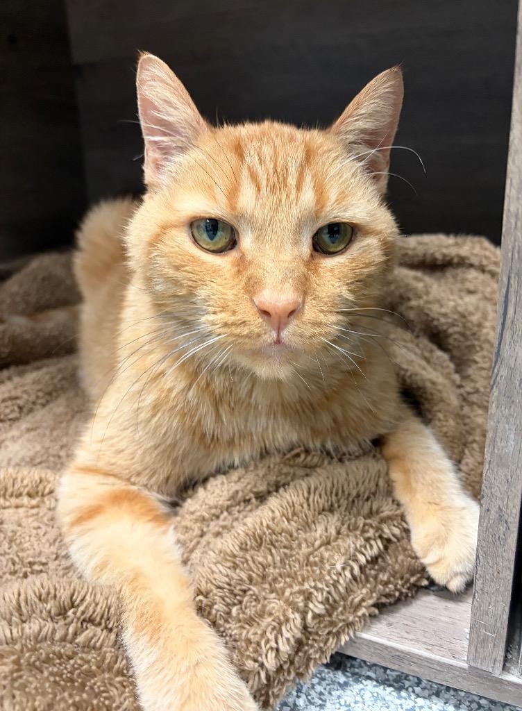 Enlarge Toto, a Adoptable mixed breed in Huntington, IN image 1/3