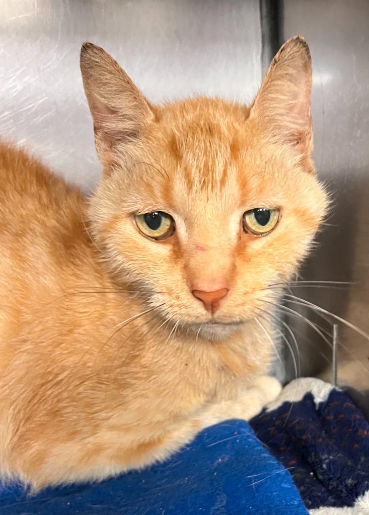 Enlarge Toto, a Adoptable mixed breed in Huntington, IN image 2/3