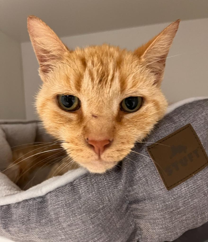 Enlarge Toto, a Adoptable mixed breed in Huntington, IN image 3/3