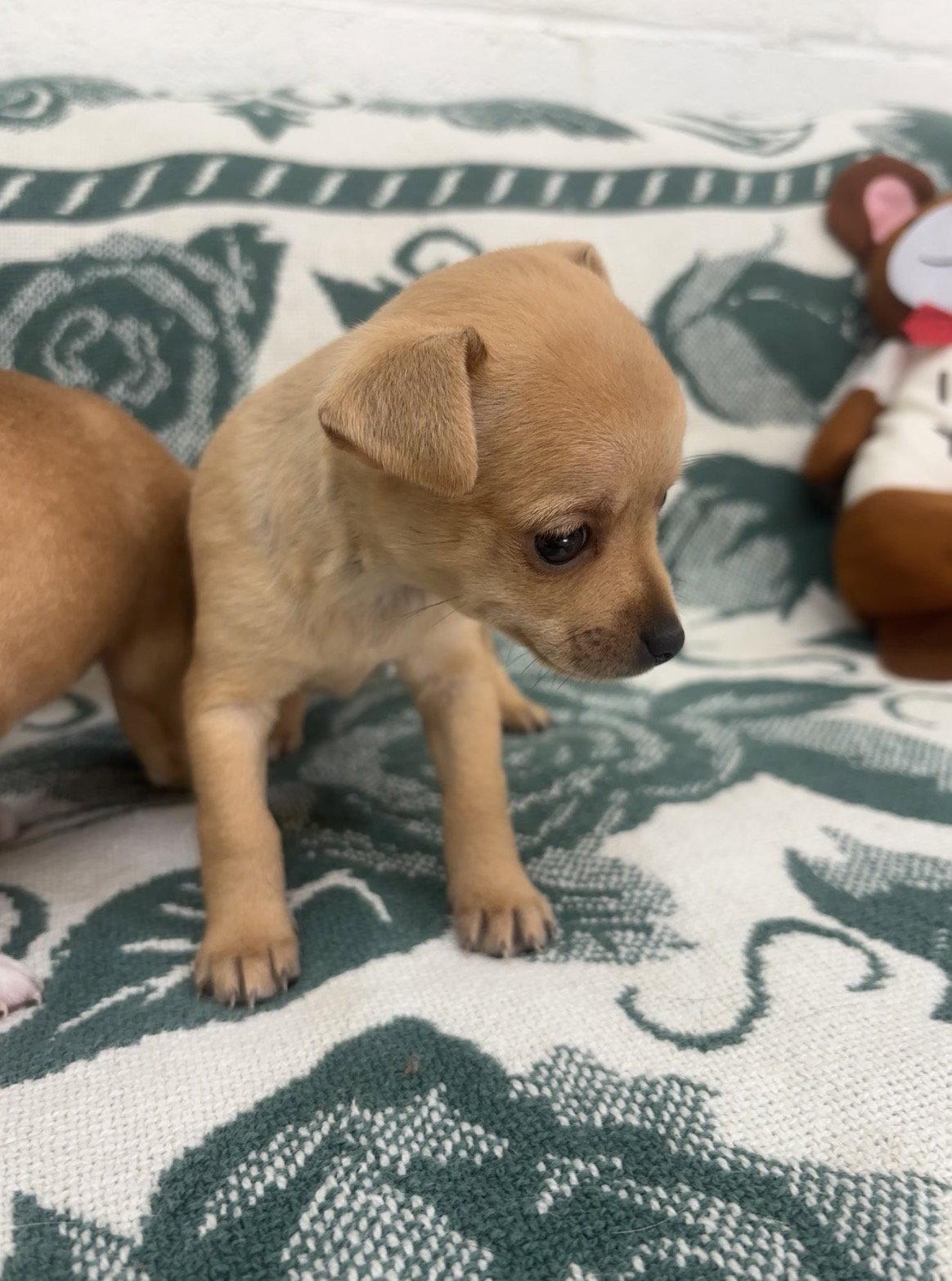 Enlarge Toffee, a Adoptable Chihuahua in York, SC image 1/2