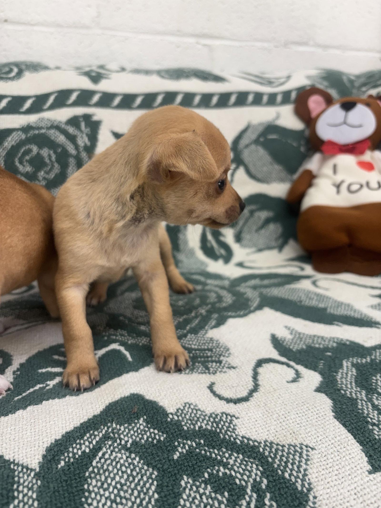 Enlarge Toffee, a Adoptable Chihuahua in York, SC image 2/2