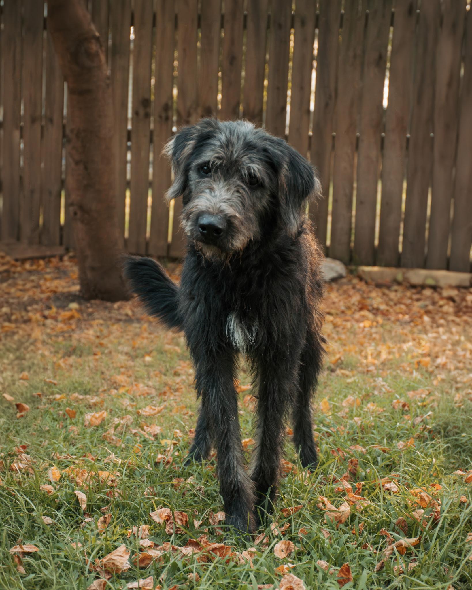 Gus, a ADOPTABLE Irish Wolfhound in Muldrow, OK image 6/6