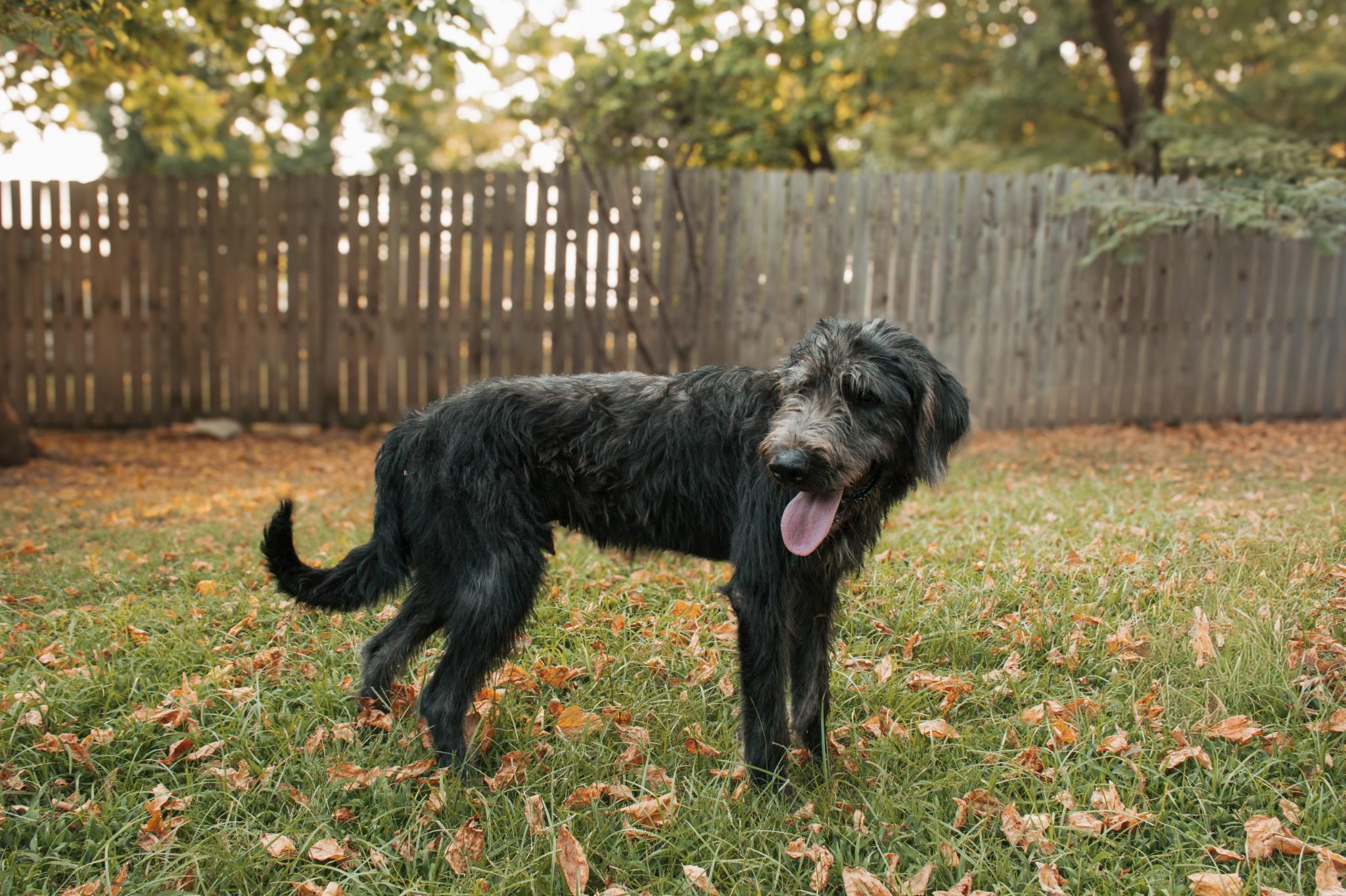 Gus, a ADOPTABLE Irish Wolfhound in Muldrow, OK image 3/6