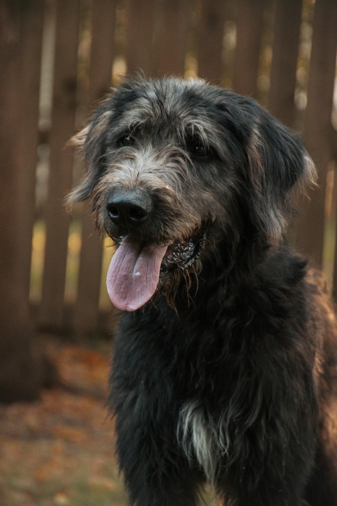 Gus, a ADOPTABLE Irish Wolfhound in Muldrow, OK image 4/6