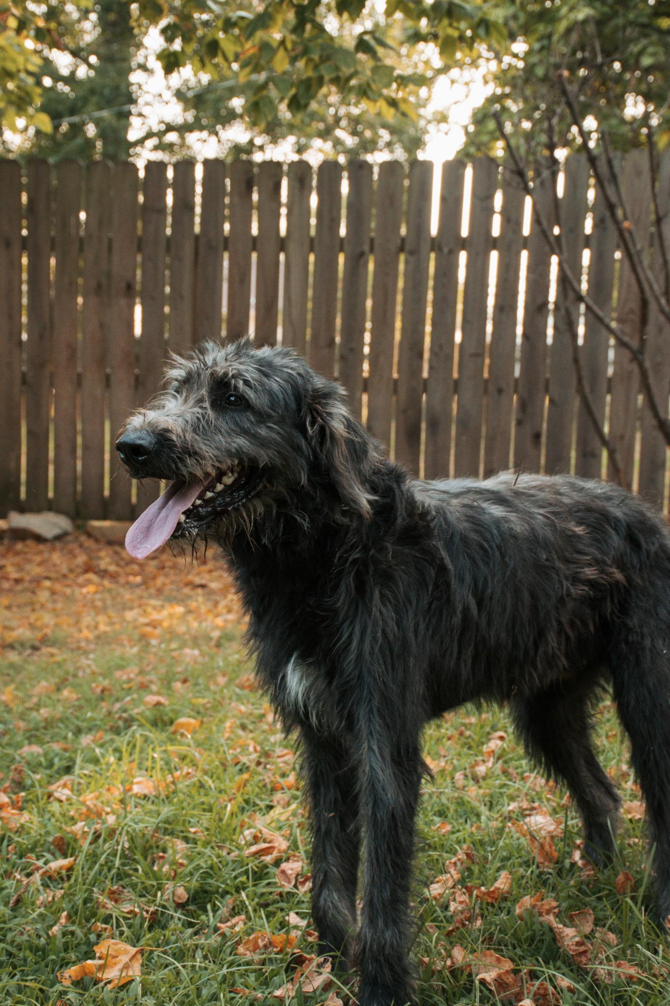 Gus, a ADOPTABLE Irish Wolfhound in Muldrow, OK image 5/6