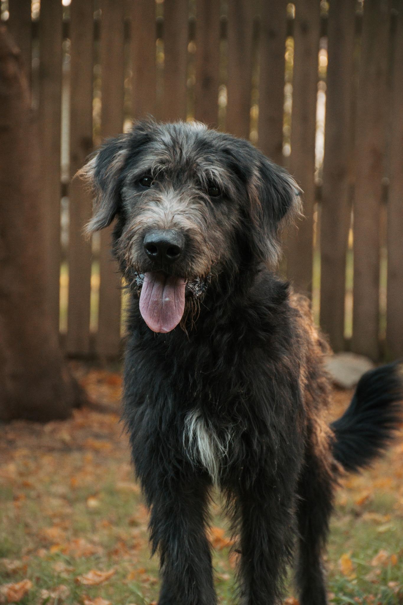 Gus, ADOPTABLE, Adult Male Irish Wolfhound.