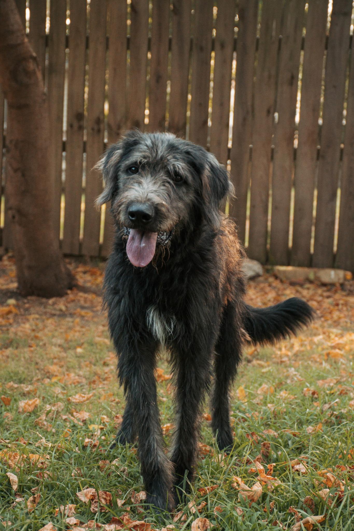 Gus, a ADOPTABLE Irish Wolfhound in Muldrow, OK image 2/6