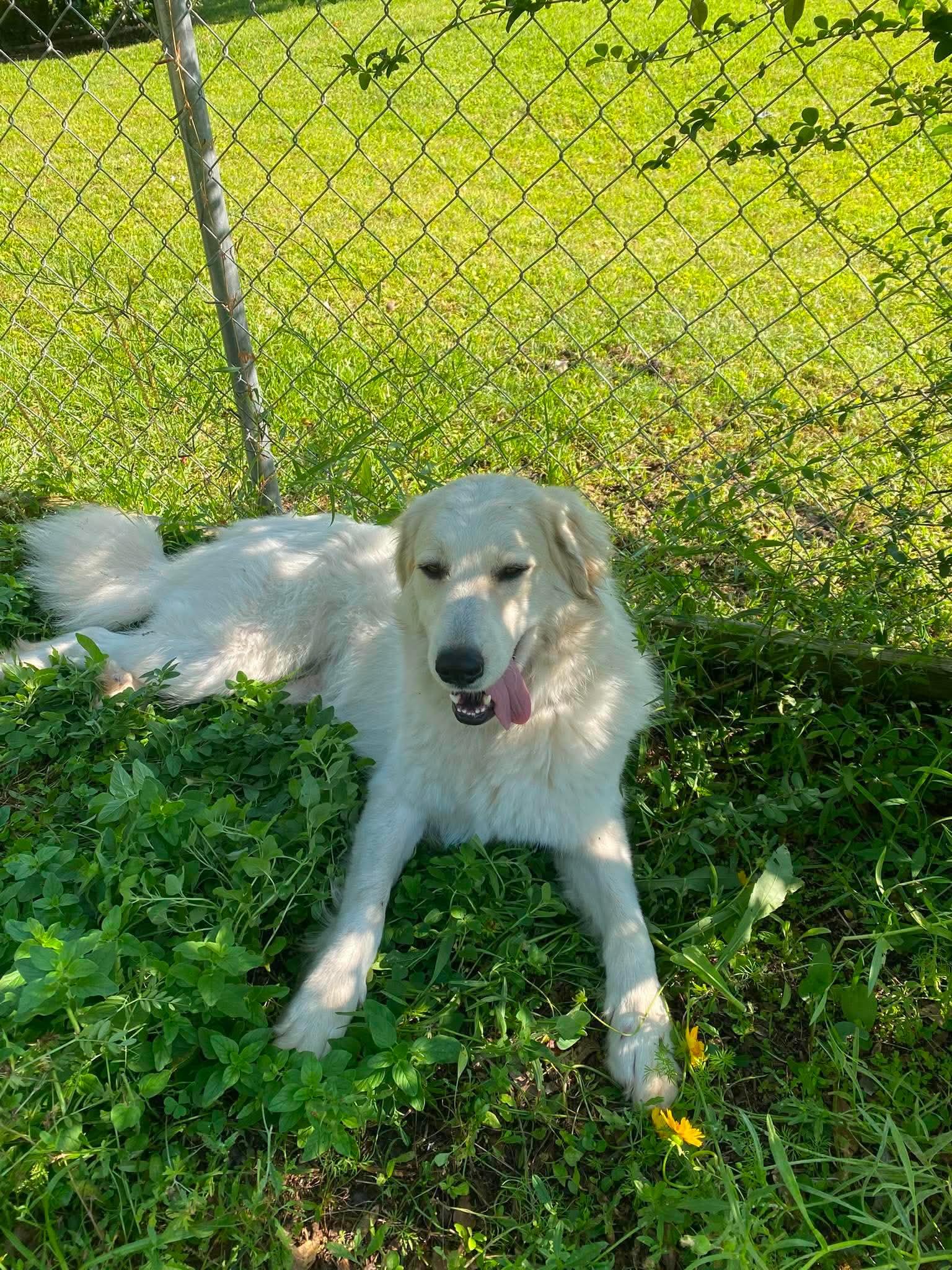 Enlarge Peaches, a Adoptable Great Pyrenees in New Baltimore, MI image 1/6