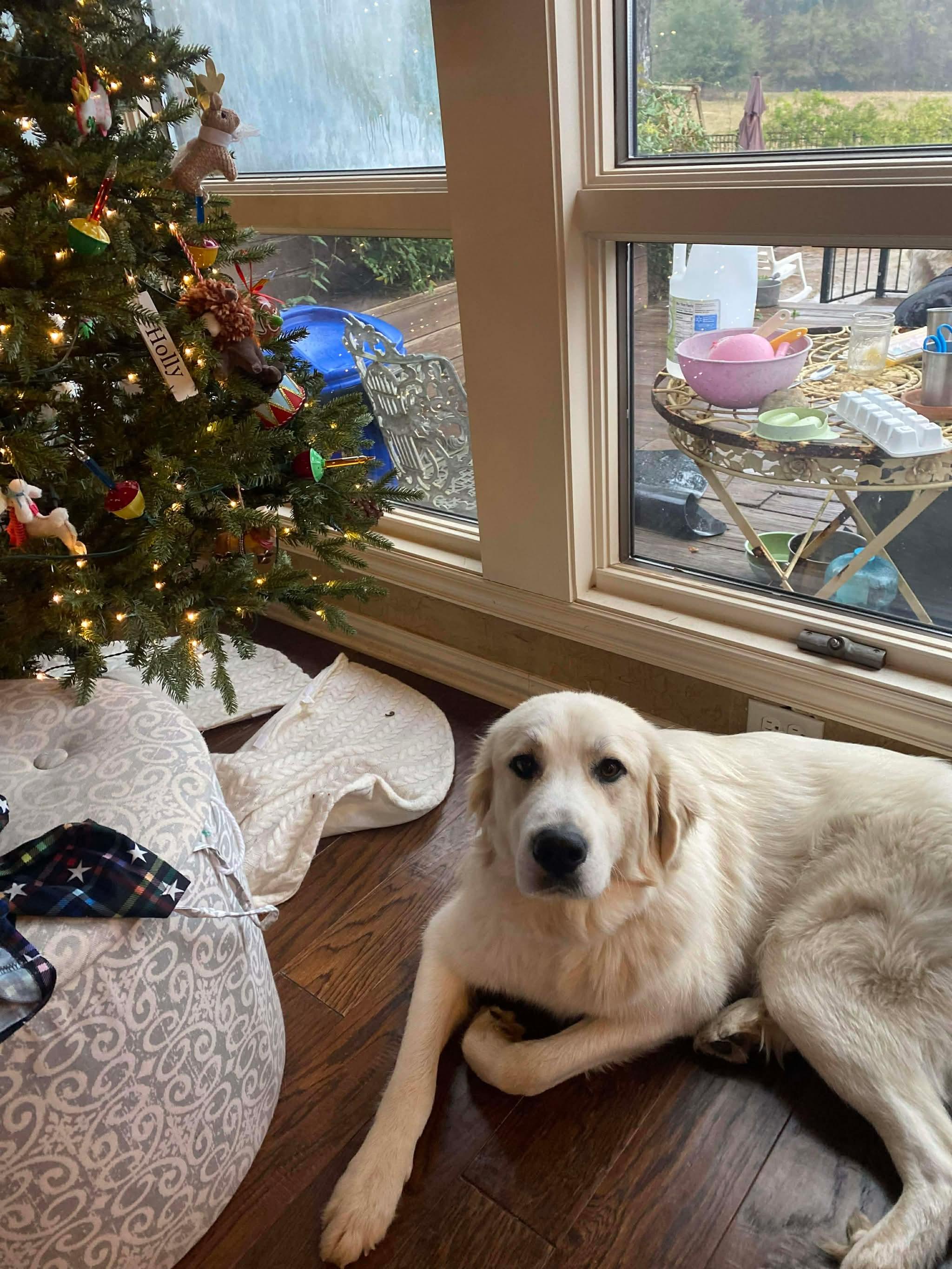 Enlarge Peaches, a Adoptable Great Pyrenees in New Baltimore, MI image 3/6