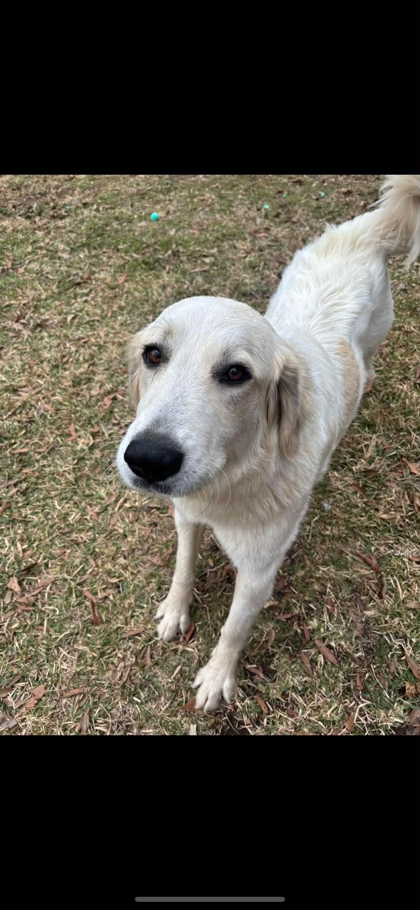 Enlarge Peaches, a Adoptable Great Pyrenees in New Baltimore, MI image 4/6