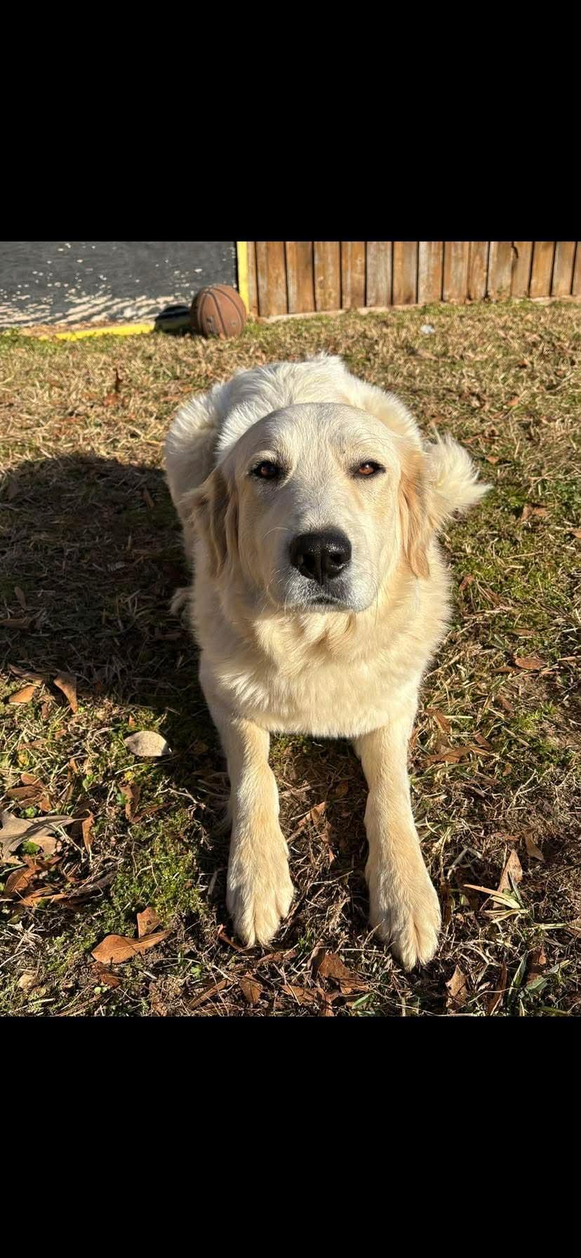 Enlarge Peaches, a Adoptable Great Pyrenees in New Baltimore, MI image 5/6