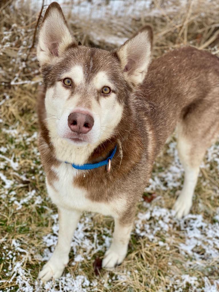 Brownie, Adoptable, Adult Male Husky.