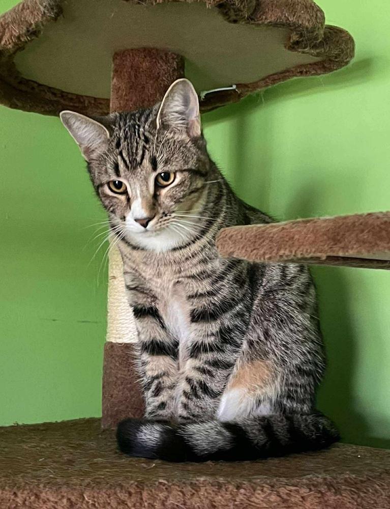 Peanut Butter, Adoptable, Kitten Male Domestic Short Hair.