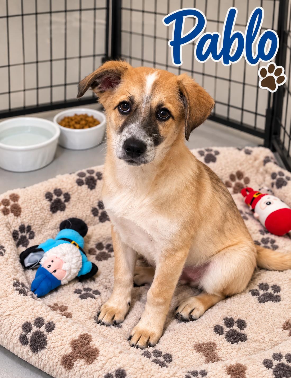 Enlarge Pablo, a Adoptable mixed breed in Momence, IL image 1/1