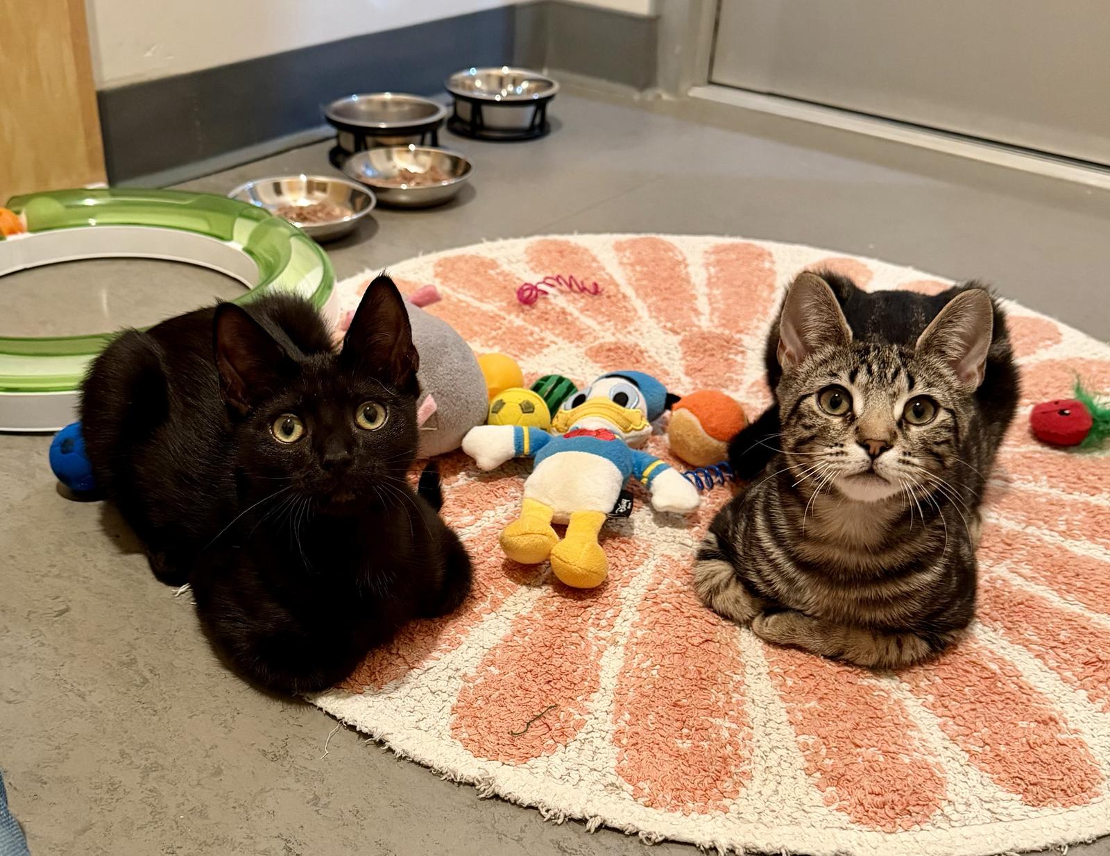 Taco (bonded with Tostada), Adoptable, Kitten Male Domestic Short Hair.