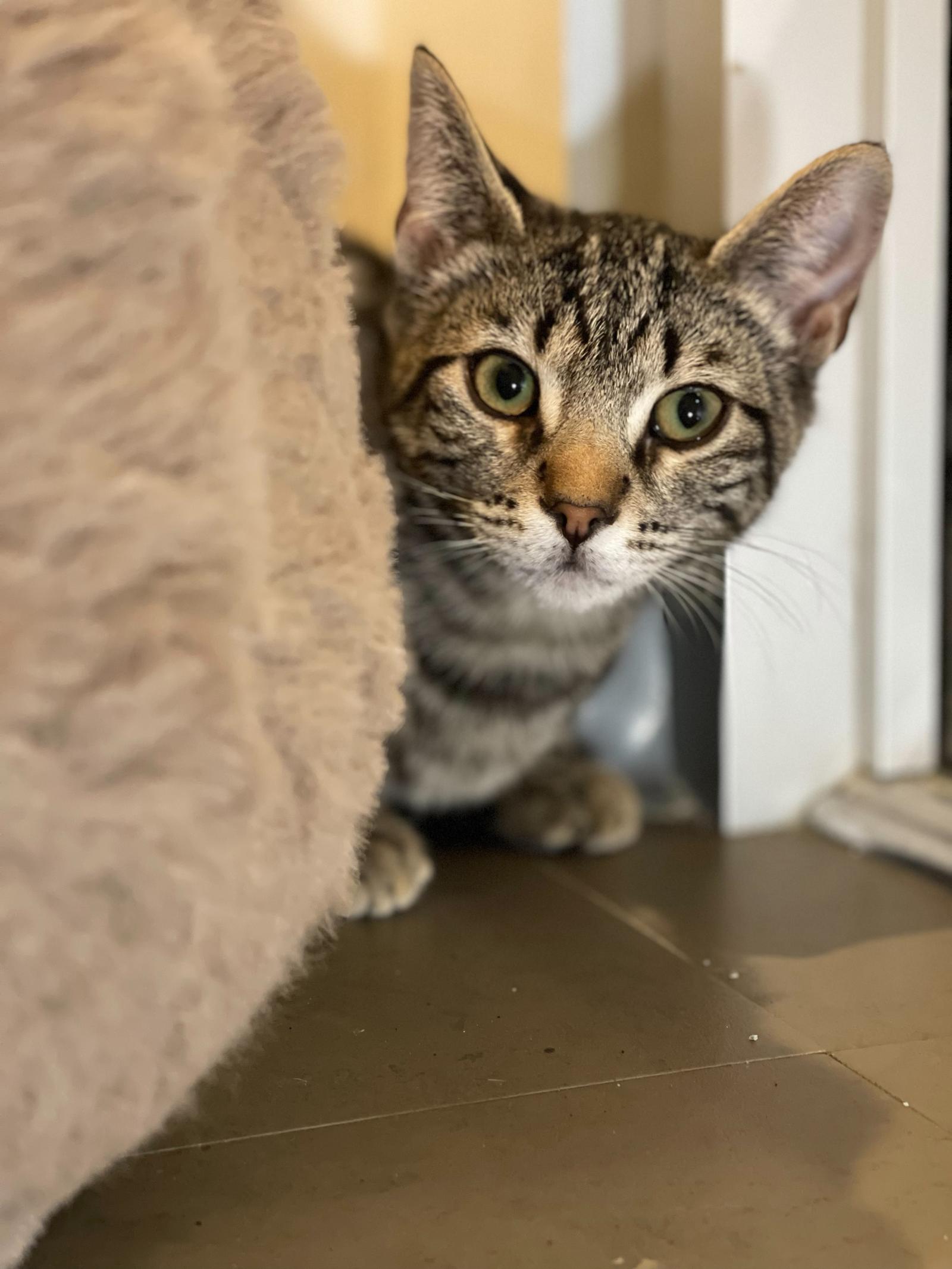 Enlarge Taco (bonded with Tostada), a Adoptable Domestic Short Hair in Oakland, CA image 2/3