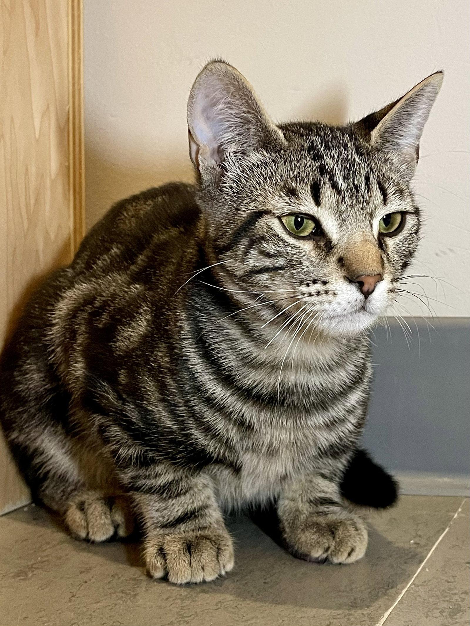 Enlarge Taco (bonded with Tostada), a Adoptable Domestic Short Hair in Oakland, CA image 3/3