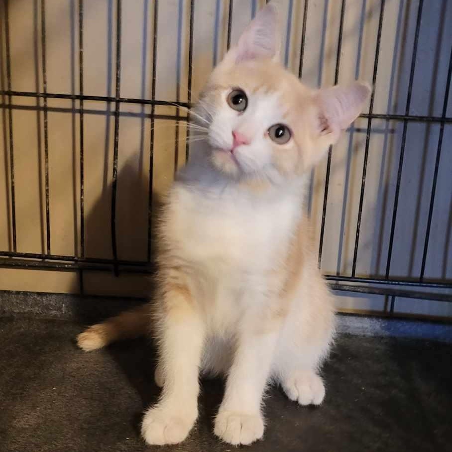 Enlarge Peanut, a Adoptable Domestic Short Hair in Lucknow, ON image 3/3
