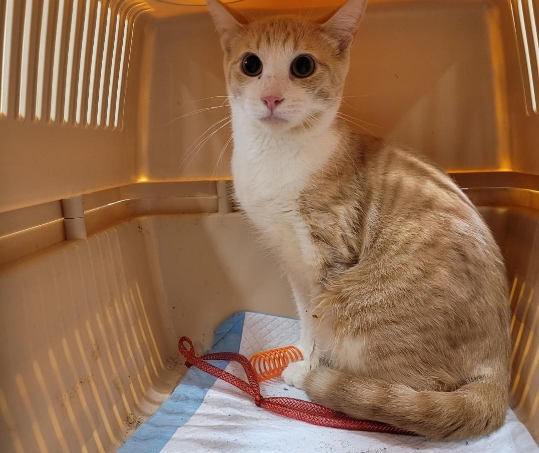 Enlarge Peanut, a Adoptable Domestic Short Hair in Lucknow, ON image 2/3