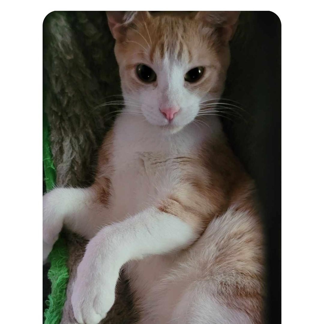 Peanut, Adoptable, Young Male Domestic Short Hair.