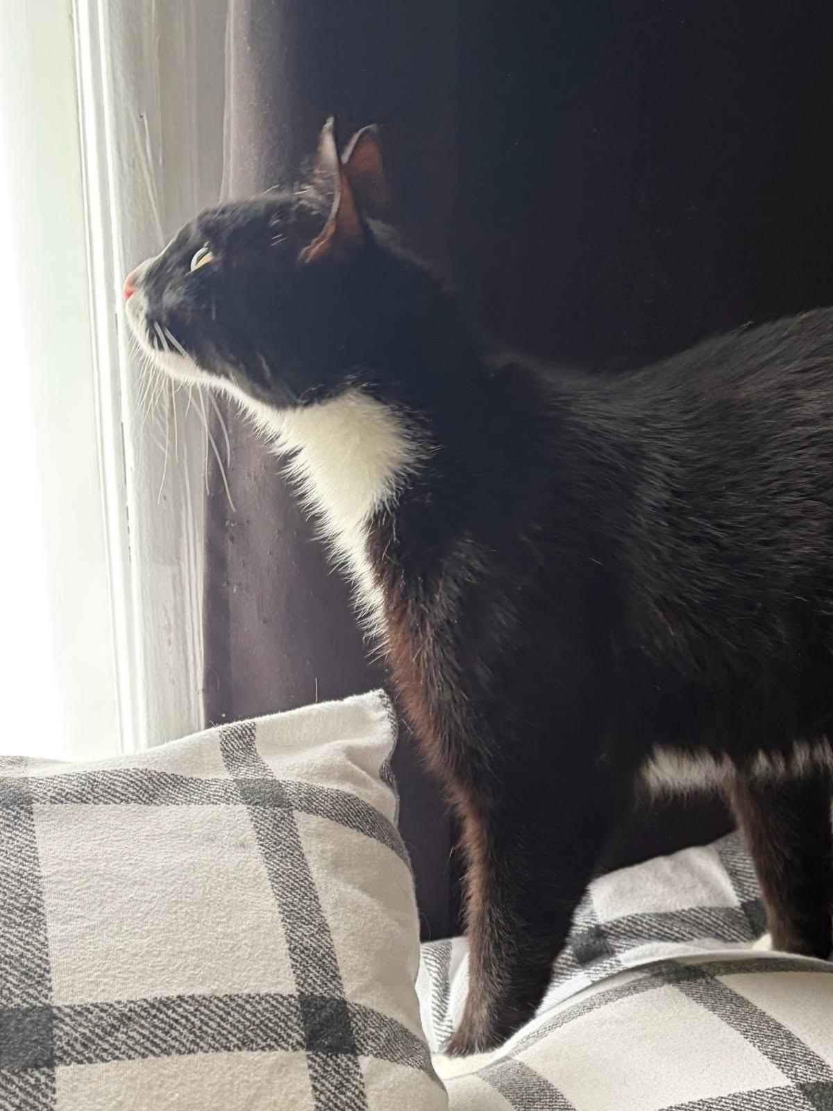 Midnight-LOVING/BONDED TO VALENTINE, an adopted Tuxedo in Hartford, CT image 2/2