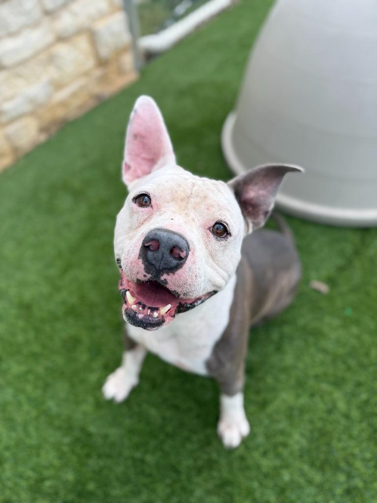 Enlarge Tux, a Adoptable Pit Bull Terrier in Richland Hills, TX image 1/1