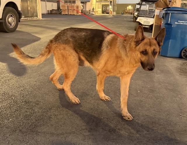 Ranger, Senior Male German Shepherd Dog