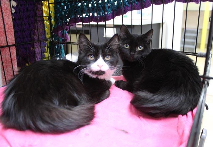 Enlarge Fifa, a ADOPTABLE Domestic Short Hair in Mansfield, MA image 2/2