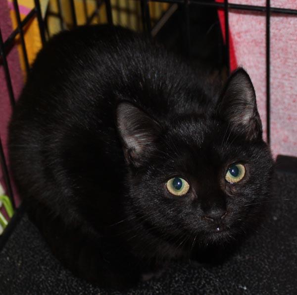 Fifa, ADOPTABLE, Kitten Female Domestic Short Hair.