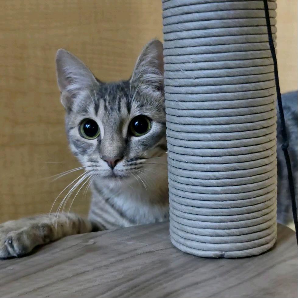Henley, a ADOPTABLE Domestic Short Hair in Sunset Valley, TX image 5/6