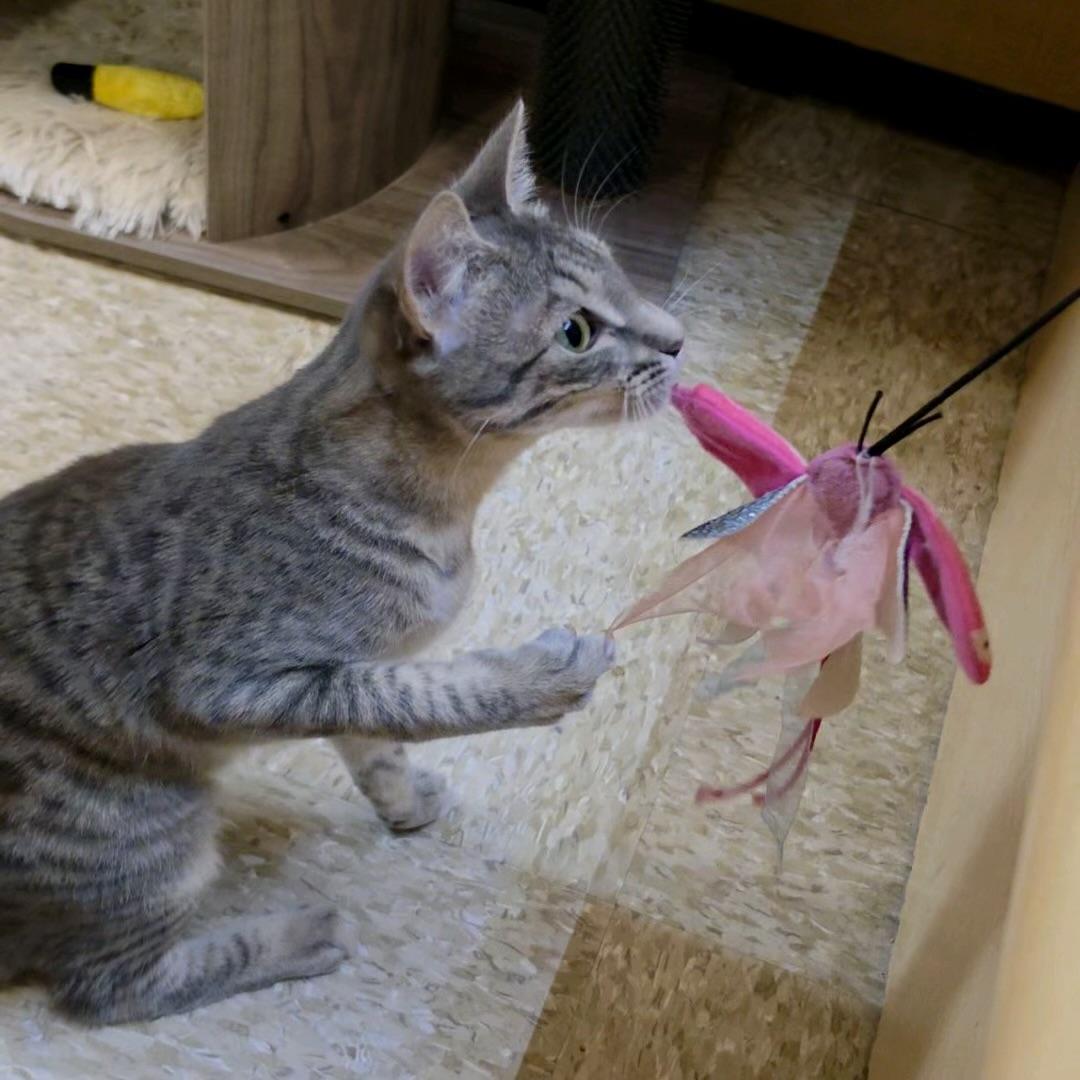 Henley, a ADOPTABLE Domestic Short Hair in Sunset Valley, TX image 6/6