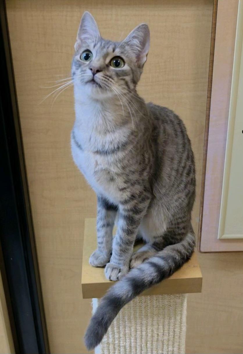Henley, a ADOPTABLE Domestic Short Hair in Sunset Valley, TX image 3/6