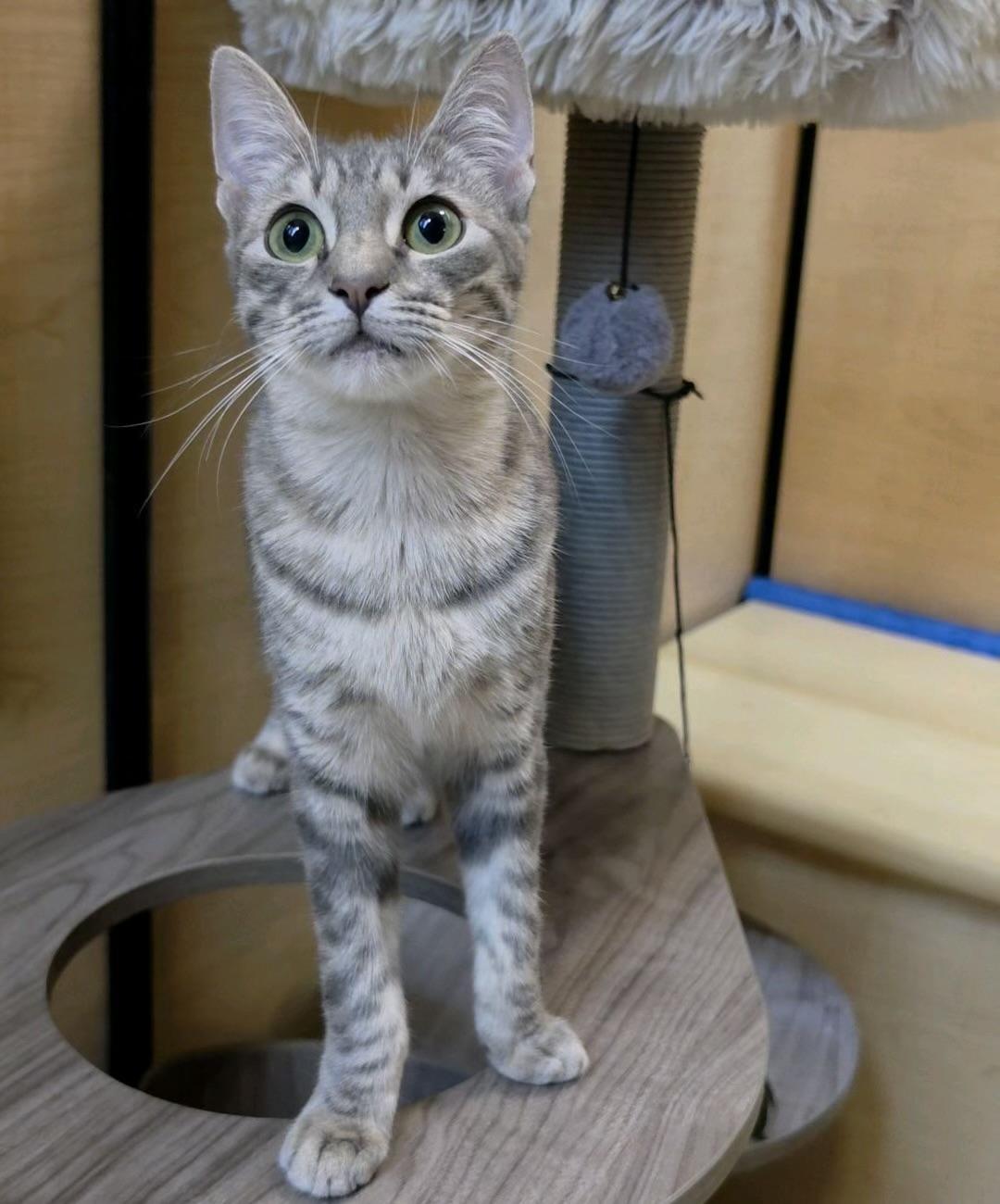 Henley, a ADOPTABLE Domestic Short Hair in Sunset Valley, TX image 2/6