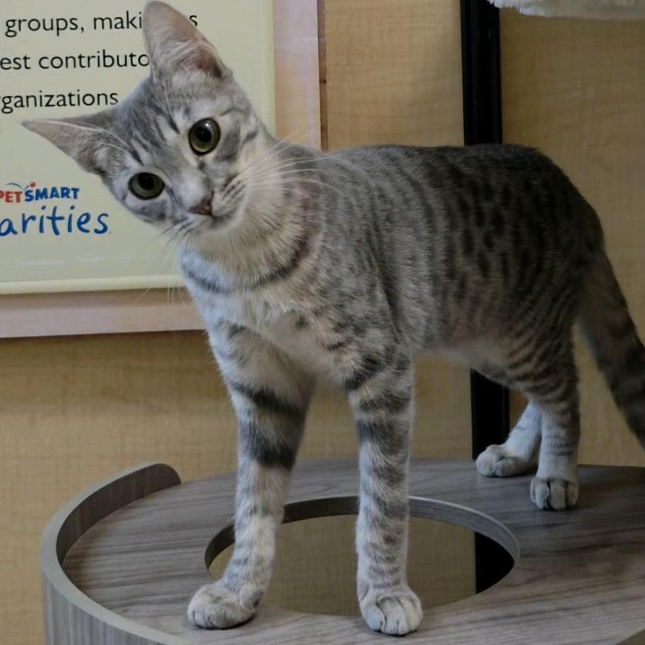 Henley, a ADOPTABLE Domestic Short Hair in Sunset Valley, TX image 4/6