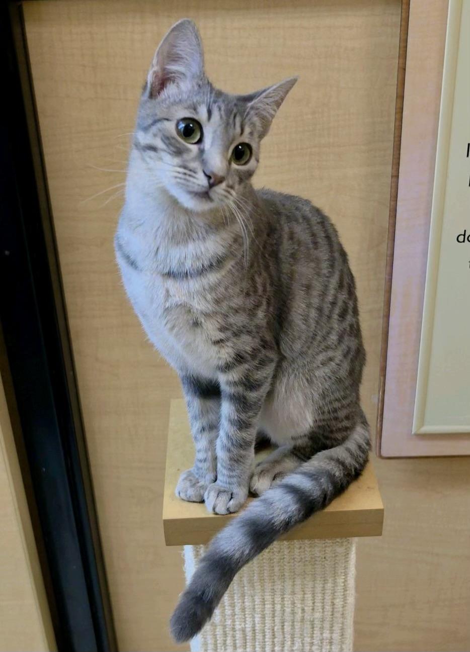 Henley, ADOPTABLE, Kitten Female Domestic Short Hair.