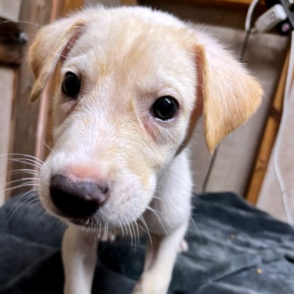 Nimbus, Baby Male Shepherd